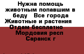 Нужна помощь животным попавшим в беду - Все города Животные и растения » Отдам бесплатно   . Мордовия респ.,Саранск г.